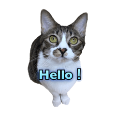 [LINEスタンプ] 保護猫カフェDearCat！