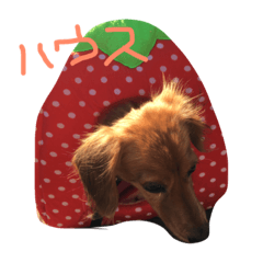 [LINEスタンプ] ひめちゃんん