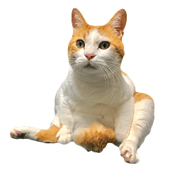 [LINEスタンプ] ネコのニコ
