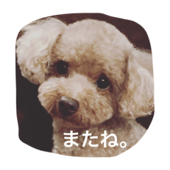 [LINEスタンプ] くぅーちゃんの巻