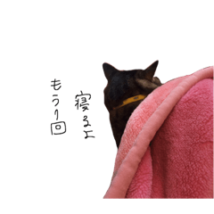 [LINEスタンプ] おすねこはる