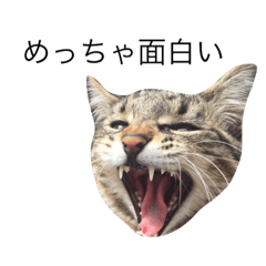 [LINEスタンプ] ちゃーる2