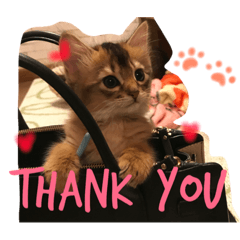 [LINEスタンプ] うちの子猫ちゃちゃ
