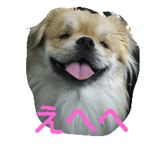[LINEスタンプ] 愛犬日和