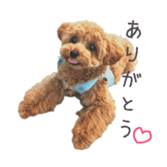 [LINEスタンプ] 愛犬たちの日常