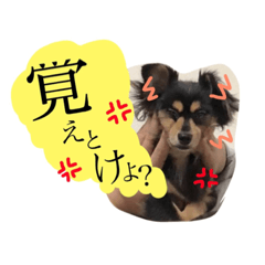 [LINEスタンプ] かわいいこまちゃん