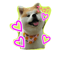 [LINEスタンプ] 秋田犬こむぎ