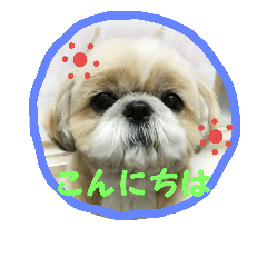 [LINEスタンプ] シーズーの翔太