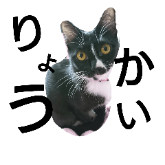 [LINEスタンプ] 靴下猫★あさり