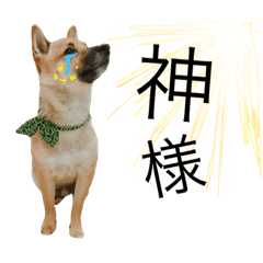 [LINEスタンプ] こたちゃん✩2