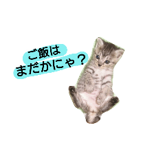 [LINEスタンプ] 飼い猫トラと実写＆下手くそスタンプ