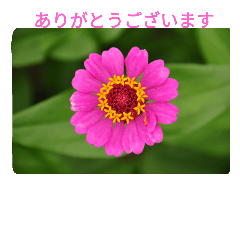 [LINEスタンプ] ありがとう花の画像（メイン）