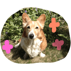 [LINEスタンプ] 佐藤ジュニア