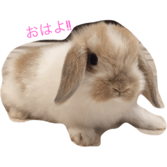 [LINEスタンプ] うさうさっぴー