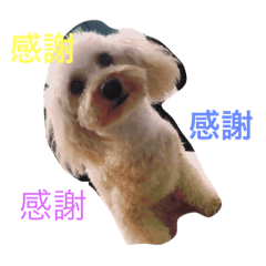 [LINEスタンプ] トイプードル杏ちゃんと仲間達