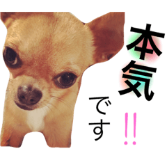 [LINEスタンプ] こじろーさんのお友達のララです