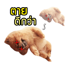 [LINEスタンプ] Ruampon Mhanarak