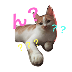 [LINEスタンプ] コロにゃ