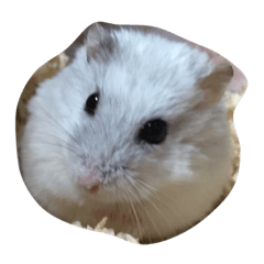[LINEスタンプ] ぶーとまー