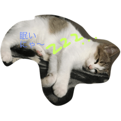 [LINEスタンプ] にゃんの日常