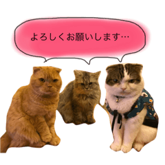 [LINEスタンプ] NYANKOSTAMP2017-3