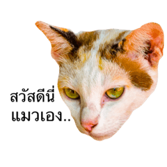 [LINEスタンプ] Cat speak Thai