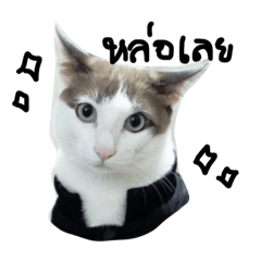 [LINEスタンプ] Mee-Tung The silly cat