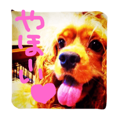 [LINEスタンプ] Lovely dogs ＆ Cat