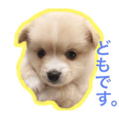 [LINEスタンプ] ペルちゃんのスタンプ