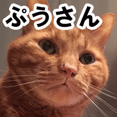 [LINEスタンプ] 猫のぷうさん