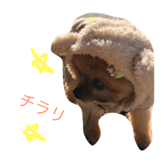 [LINEスタンプ] ポメラニアンのぽんた