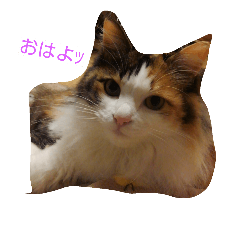 [LINEスタンプ] purity  cat