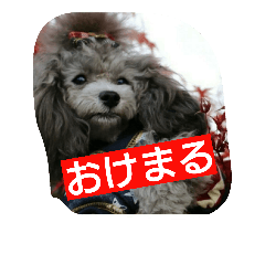 [LINEスタンプ] toypoo.pinfu