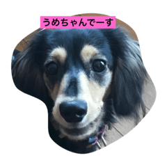 [LINEスタンプ] うめちゃんの毎日の画像（メイン）