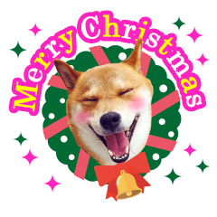 [LINEスタンプ] のんびり柴犬のダフ クリスマス＆お正月編の画像（メイン）