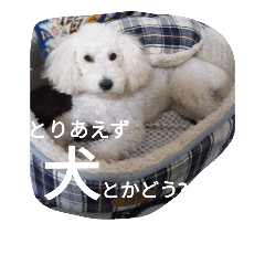 [LINEスタンプ] バニラの毎日5