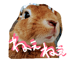 [LINEスタンプ] ....Rabbit