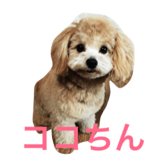 [LINEスタンプ] ココちんの画像（メイン）