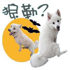 [LINEスタンプ] Fox dog Xiang Xiang ＆ friends