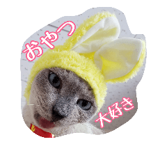 [LINEスタンプ] Tonkinese Cat Tom 2