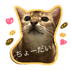 [LINEスタンプ] 4にゃんこ2