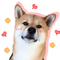 [LINEスタンプ] Shiba littledumdum