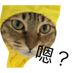 [LINEスタンプ] mimo catの画像（メイン）