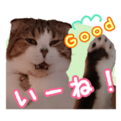 [LINEスタンプ] スコのきなこ2