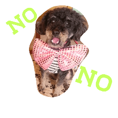 [LINEスタンプ] Toy poodle_Kanesada