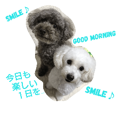 [LINEスタンプ] Toy poodle_Brothers