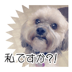 [LINEスタンプ] 初スタンプ！写真撮ってスタンプにしてみた