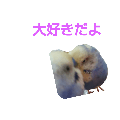 [LINEスタンプ] セキセイインコのあいさつ