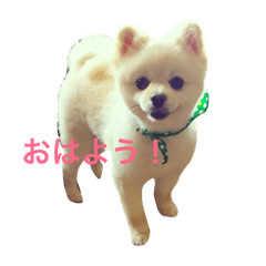 [LINEスタンプ] ポメラニアンのしゅんた