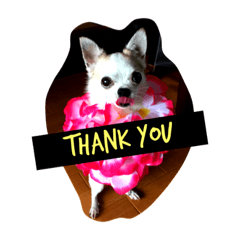 [LINEスタンプ] Chihuahua Pacchi